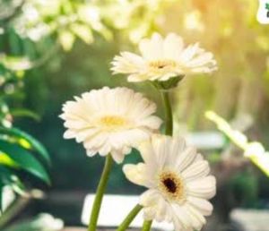 Fresh White Gerbera Flower