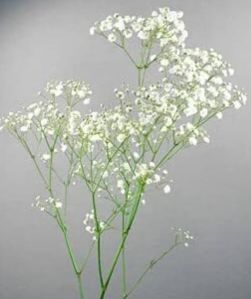 Fresh White Gypsy Flower