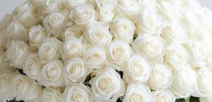 Fresh White Rose Flower