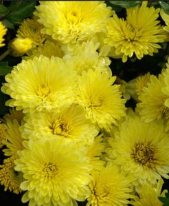 Fresh Yellow Chrysanthemum Flower