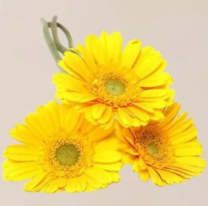 Fresh Yellow Gerbera Flower