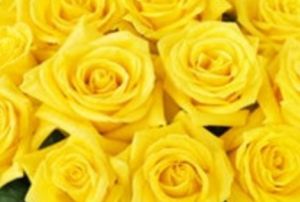 Fresh Yellow Rose Flower