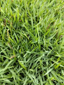 Green Mexican Grass