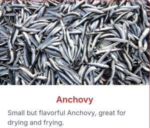 Anchovy Fish