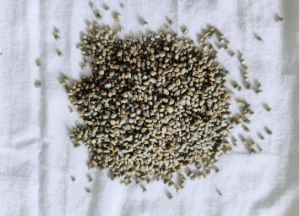 Pearl Millet