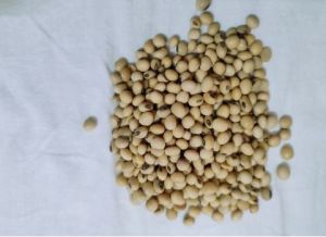 Soybean Seeds
