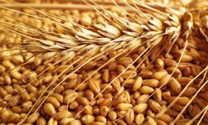 Wheat Grain