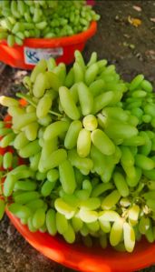 Fresh Grapes
