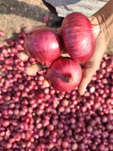 Red Onion
