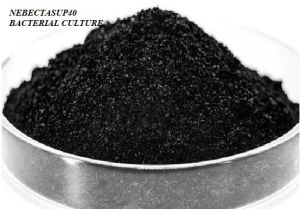 Bacteria Culture Powder