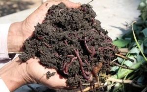 Natural Vermicompost