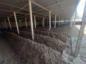 Organic Vermicompost