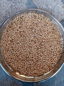 Organic Wheat