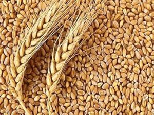 Organic Wheat