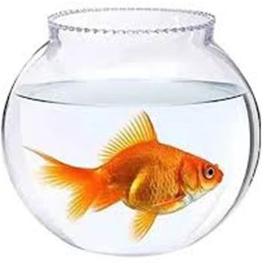 Fish Aquarium