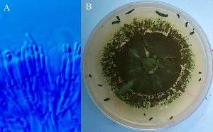 Liquid Metarhizium Anisopilae