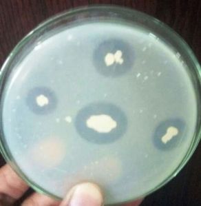 Phosphate Solubilizing Bacteria