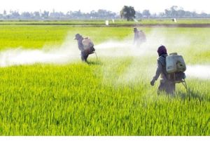 Deltamethrin Technical Chemical