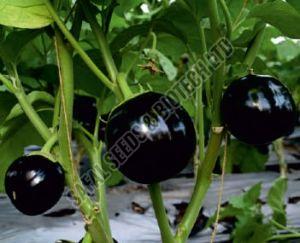 Black Beauty Brinjal Seeds
