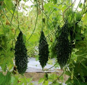 F1 Ankush Bitter Gourd Seeds