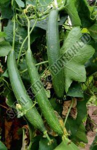 F1-Aditya Ridge Gourd Seeds