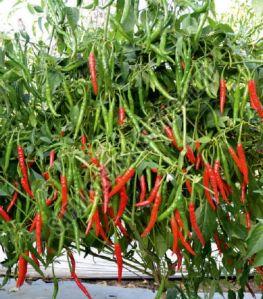 F1-Angari Chilli Seeds