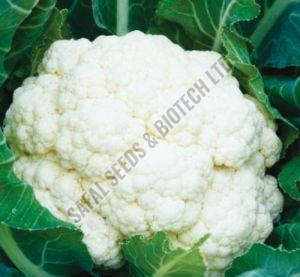 F1-Apsara Cauliflower Seeds