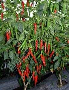 F1 Chingari Chilli Seeds