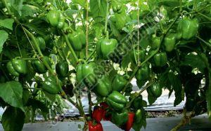 F1-Maina Capsicum Seeds