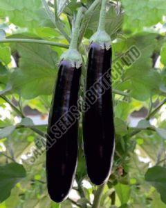 F1-Maya Brinjal Seeds