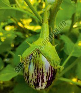 F1-Mayur Brinjal Seeds
