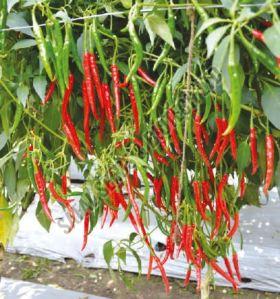 F1-Prime Chilli Seeds