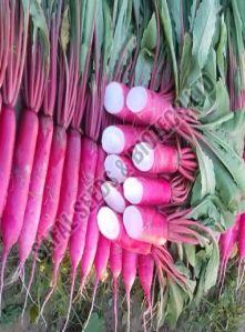 F1-Red Passion Radish Seeds