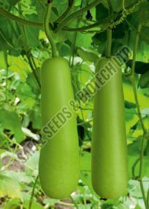 F1-Sharad Bottle Gourd Seeds