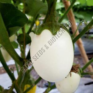 F1-Shivam Brinjal Seeds