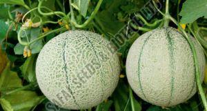 F1-Sonata Muskmelon Seeds