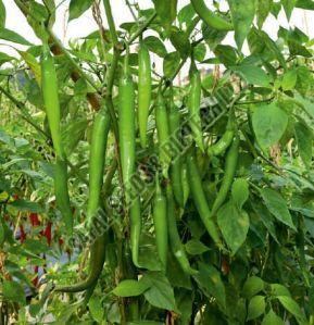 F1-SSB 139 Chilli Seeds