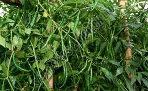F1 SSB 251 Chilli Seeds
