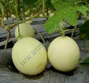 F1 SSB 30 Muskmelon Seeds