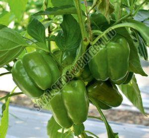 F1 SSB -310 Capsicum Seeds