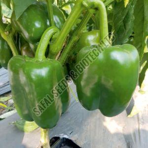 F1-SSB 475 Capsicum Seeds