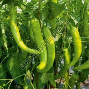 F1-SSB 685 Capsicum Seeds