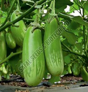 F1-SSB 766 Brinjal Seeds