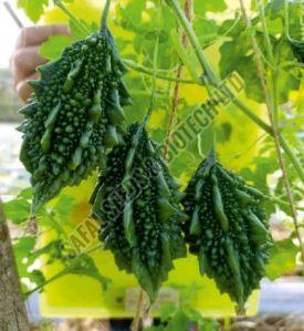F1-SSB 785 Bitter Gourd Seeds