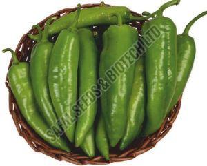 F1-SSB-800 Capsicum Seeds