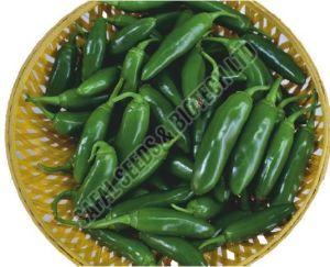 F1-SSB 81 Capsicum Seeds