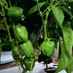 F1-SSB 880 Capsicum Seeds