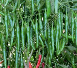 F1-Supriya Chilli Seeds