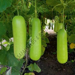 F1-Vikrant Bottle Gourd Seeds