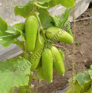F1-White King Cucumber Seeds